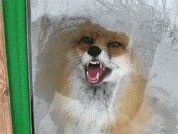 photo tumblr_manlnfJWpQ1qfntg0_zps61fcf20c.gif
