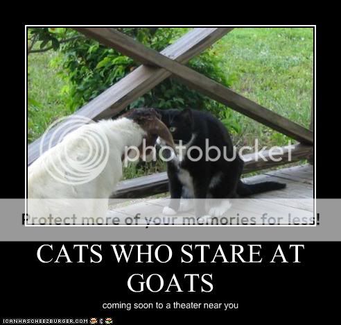 funny-pictures-cat-stares-at-goat.jpg