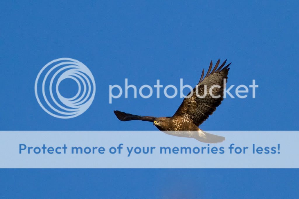 IMAGE: http://i985.photobucket.com/albums/ae334/Maximono/4147554647_5243bc75ac_b.jpg