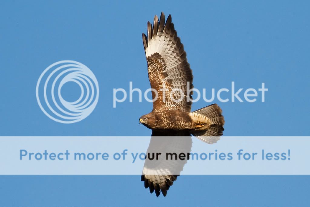 IMAGE: http://i985.photobucket.com/albums/ae334/Maximono/4148113790_34b4a5fdf4_b.jpg