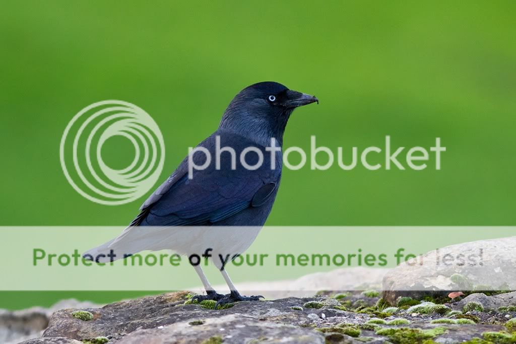 IMAGE: http://i985.photobucket.com/albums/ae334/Maximono/4149859067_178da9148e_o.jpg