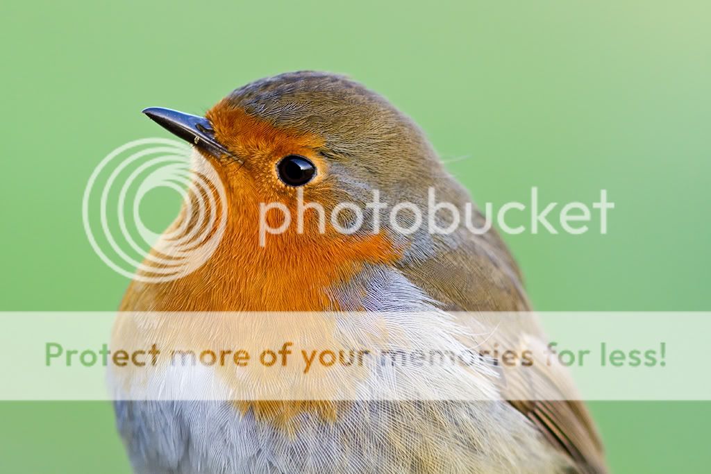 IMAGE: http://i985.photobucket.com/albums/ae334/Maximono/IMG_2912.jpg