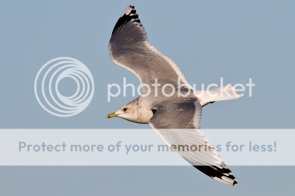 IMAGE: http://i985.photobucket.com/albums/ae334/Maximono/commonGull_sml.jpg