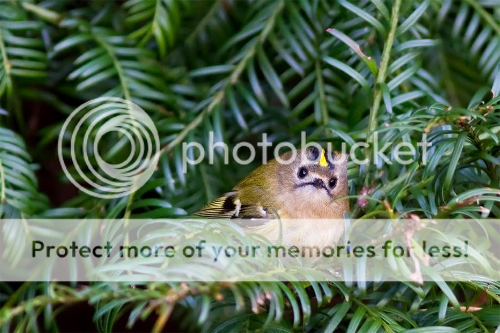 IMAGE: http://i985.photobucket.com/albums/ae334/Maximono/goldcrest2small-1.jpg