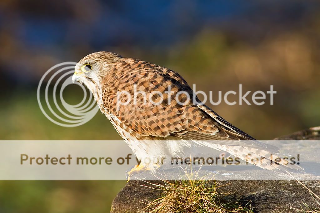 IMAGE: http://i985.photobucket.com/albums/ae334/Maximono/kestrel_sml.jpg