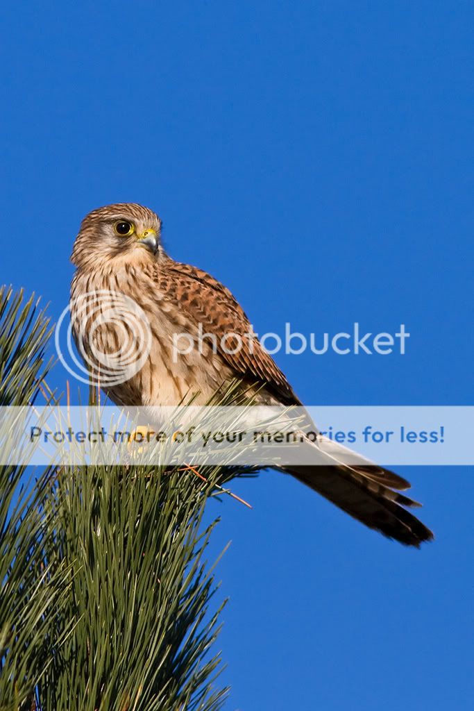 IMAGE: http://i985.photobucket.com/albums/ae334/Maximono/kestreltree_sml.jpg