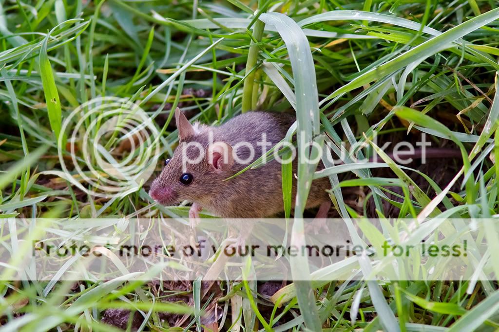 IMAGE: http://i985.photobucket.com/albums/ae334/Maximono/mouse_sm.jpg