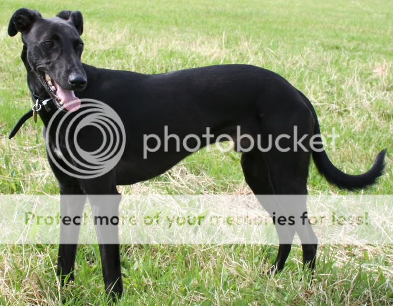 IMAGE: http://i985.photobucket.com/albums/ae334/SJBarra/Misc/Bluefootballfield1.jpg