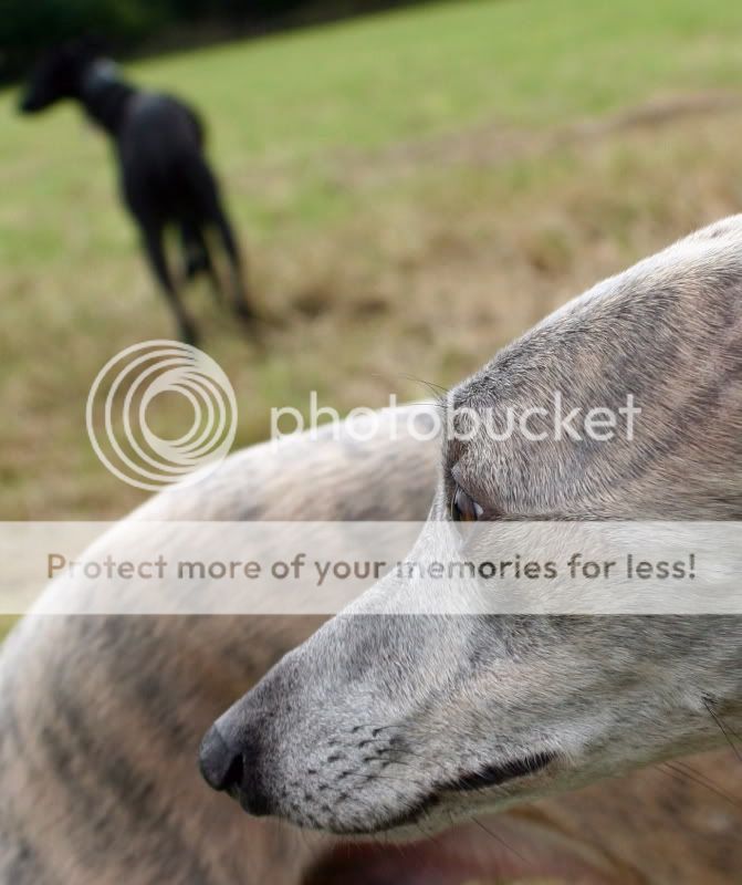 IMAGE: http://i985.photobucket.com/albums/ae334/SJBarra/Misc/Wesresized1.jpg