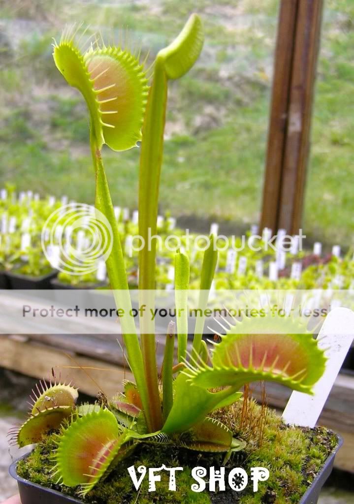 Flytraps acclimating from tissue culture Photos of Venus Fly Traps