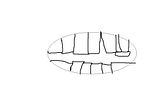 th_teeth.jpg