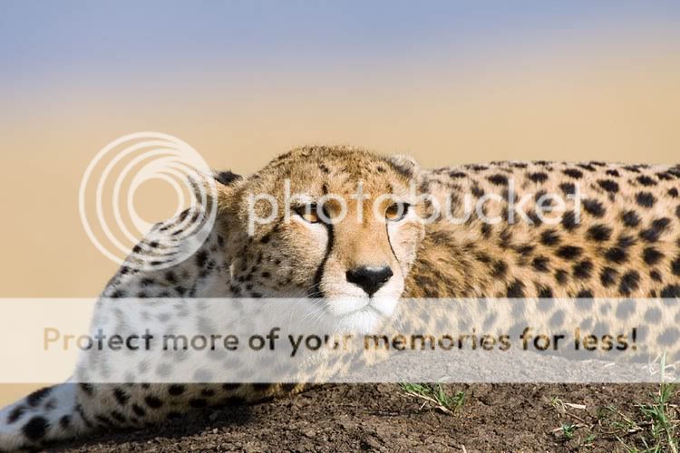 cheetah7213termite_img10.jpg