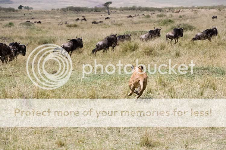 lion7647wildebeest_img15.jpg