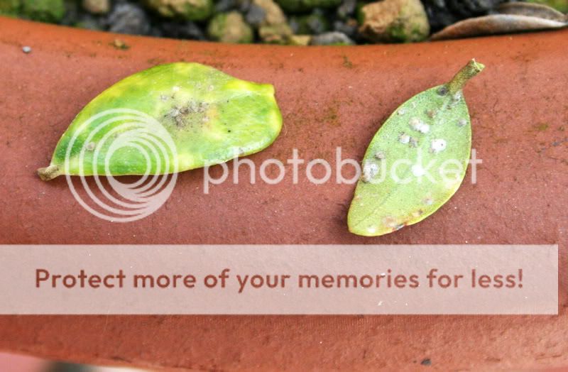 BONSAI DEL NORTE Olivo. Hojas Amarillas HOSPITAL