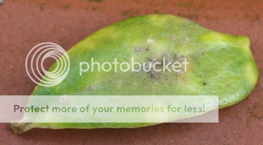 BONSAI DEL NORTE Olivo. Hojas Amarillas HOSPITAL