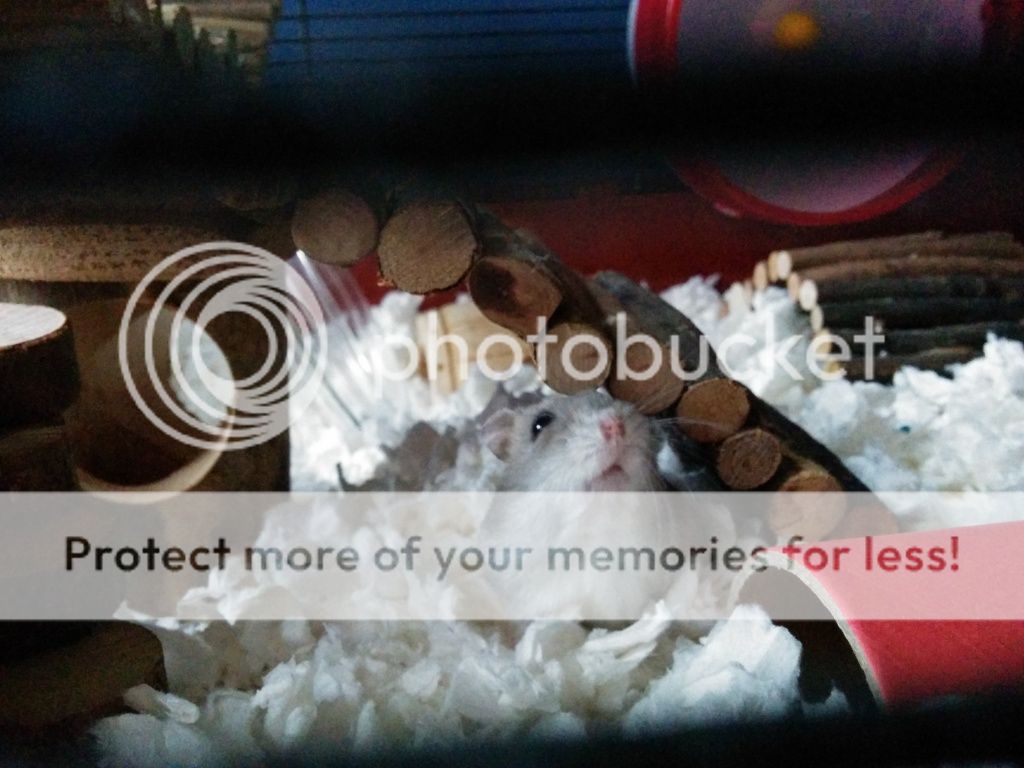 Carefresh questions.. Hamster Central