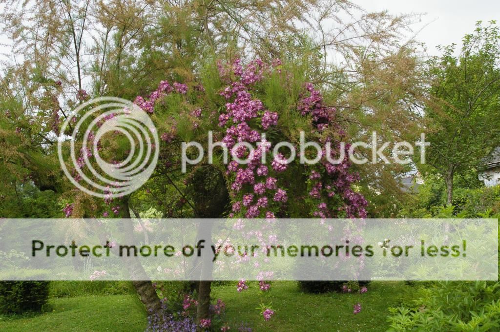  photo IMGP5652_zps1d72d233.jpg