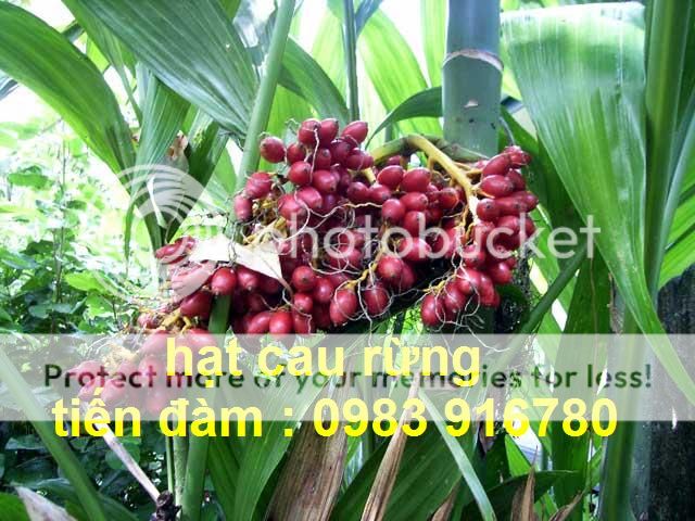 Areca_triandra04_zpscb12f734.jpg Areca_triandra04_zpscb12f734.jpg