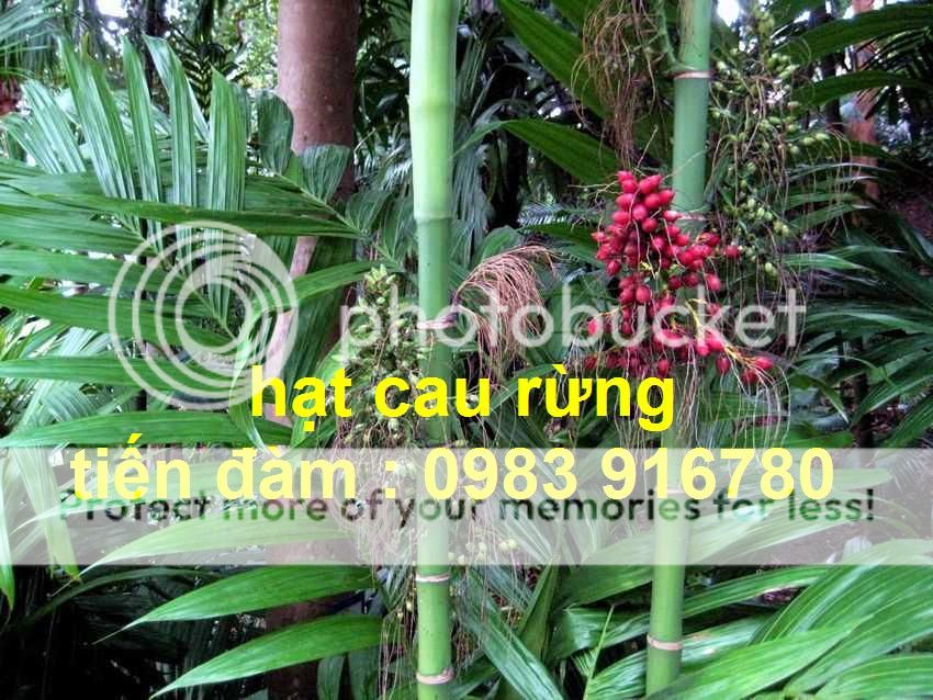 areca_triandra1_zps358cfe7e.jpg areca_triandra1_zps358cfe7e.jpg