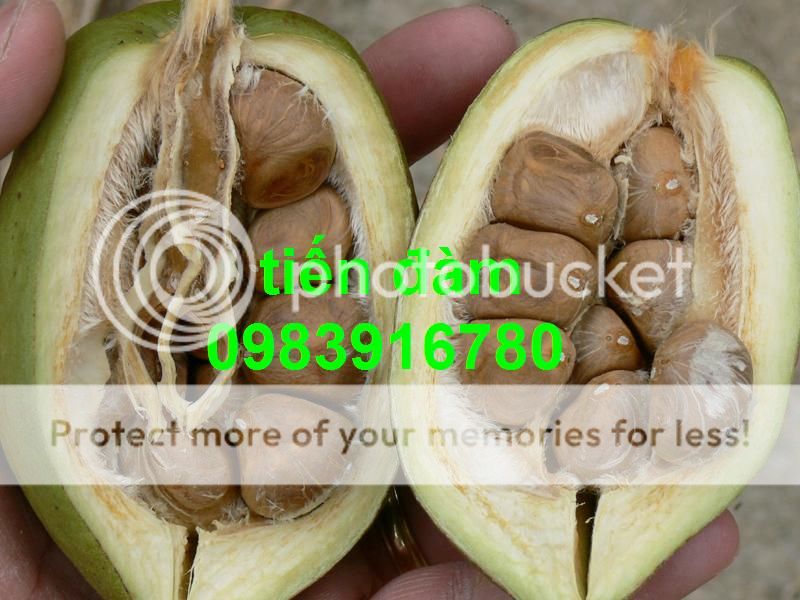 pachira-glabra2_zpscdcab7fa.jpg pachira-glabra2_zpscdcab7fa.jpg