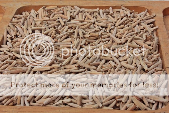 HollandSeed01_zps3a9aeba0.jpg