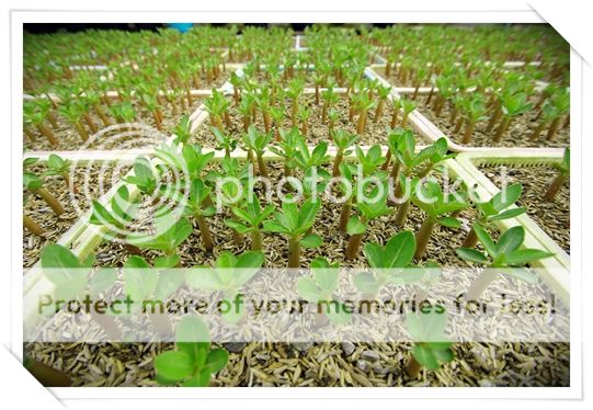 adeniumseedingfocus_zps6d811759.jpg