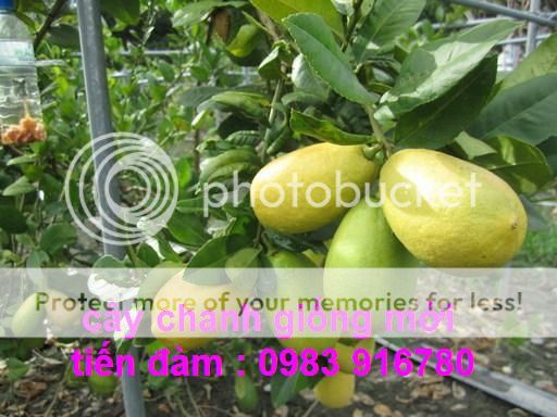 00158508201410220951M_zps65748614.jpg 00158508201410220951M_zps65748614.jpg