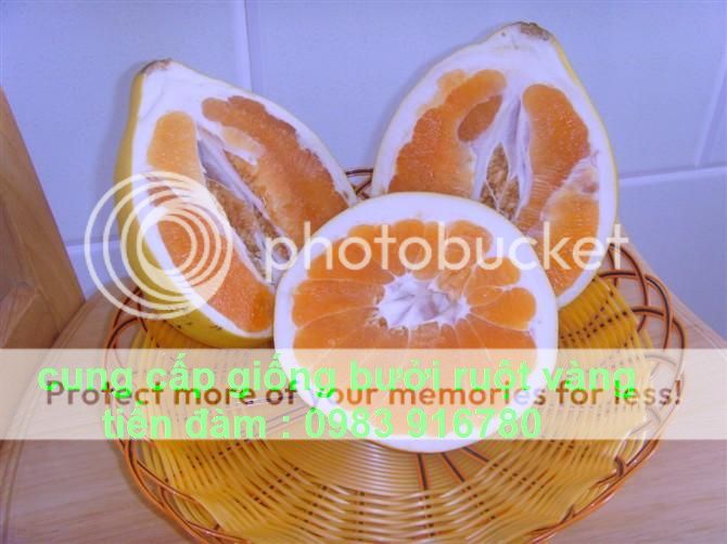 20110606134351407_zpse76e8d77.jpg 20110606134351407_zpse76e8d77.jpg