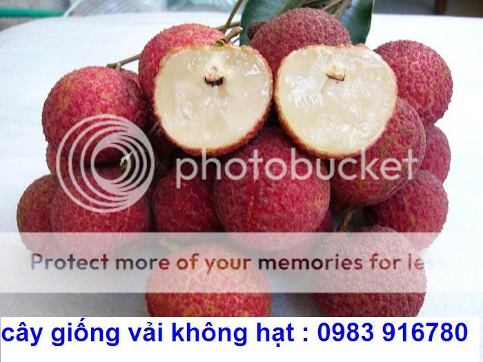 T2UoYaXbhbXXXXXXXX_393931094_zpse0439977.jpg T2UoYaXbhbXXXXXXXX_393931094_zpse0439977.jpg