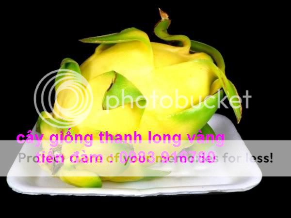 yellow-dragonfruit_pt600x450_zps8ed0506d.jpg yellow-dragonfruit_pt600x450_zps8ed0506d.jpg
