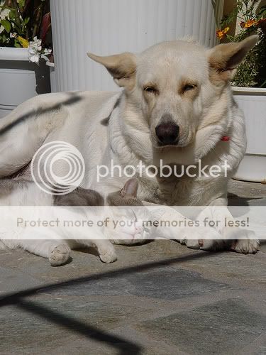 Cat flea and tick (c) princedinakar dog flea and tick