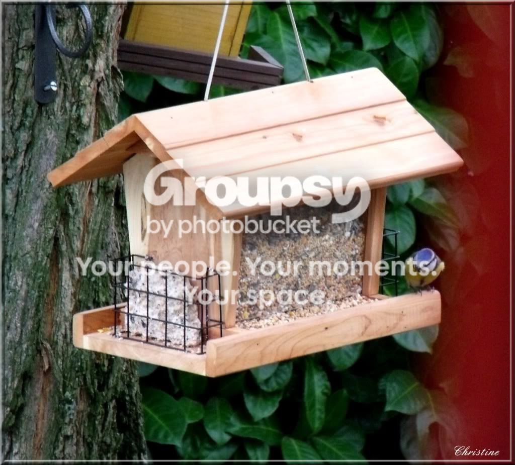 http://i985.photobucket.com/albums/ae331/titipetitbout/MESANGES/2010_11200006.jpg