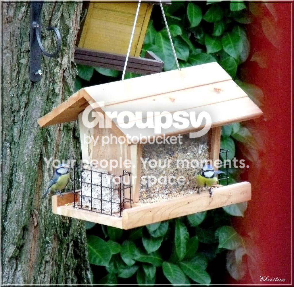 http://i985.photobucket.com/albums/ae331/titipetitbout/MESANGES/2010_11200007.jpg