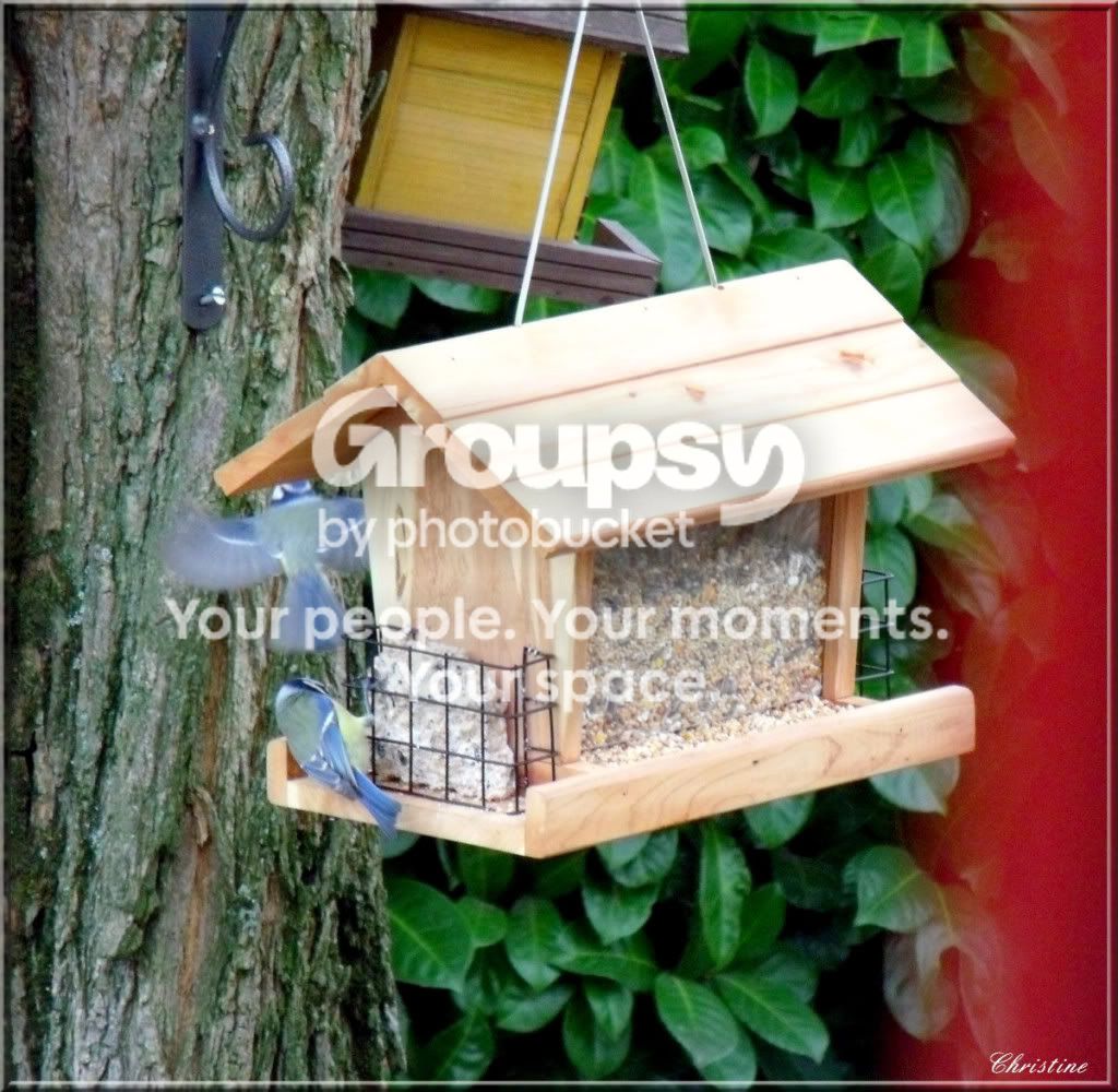 http://i985.photobucket.com/albums/ae331/titipetitbout/MESANGES/2010_11200009.jpg