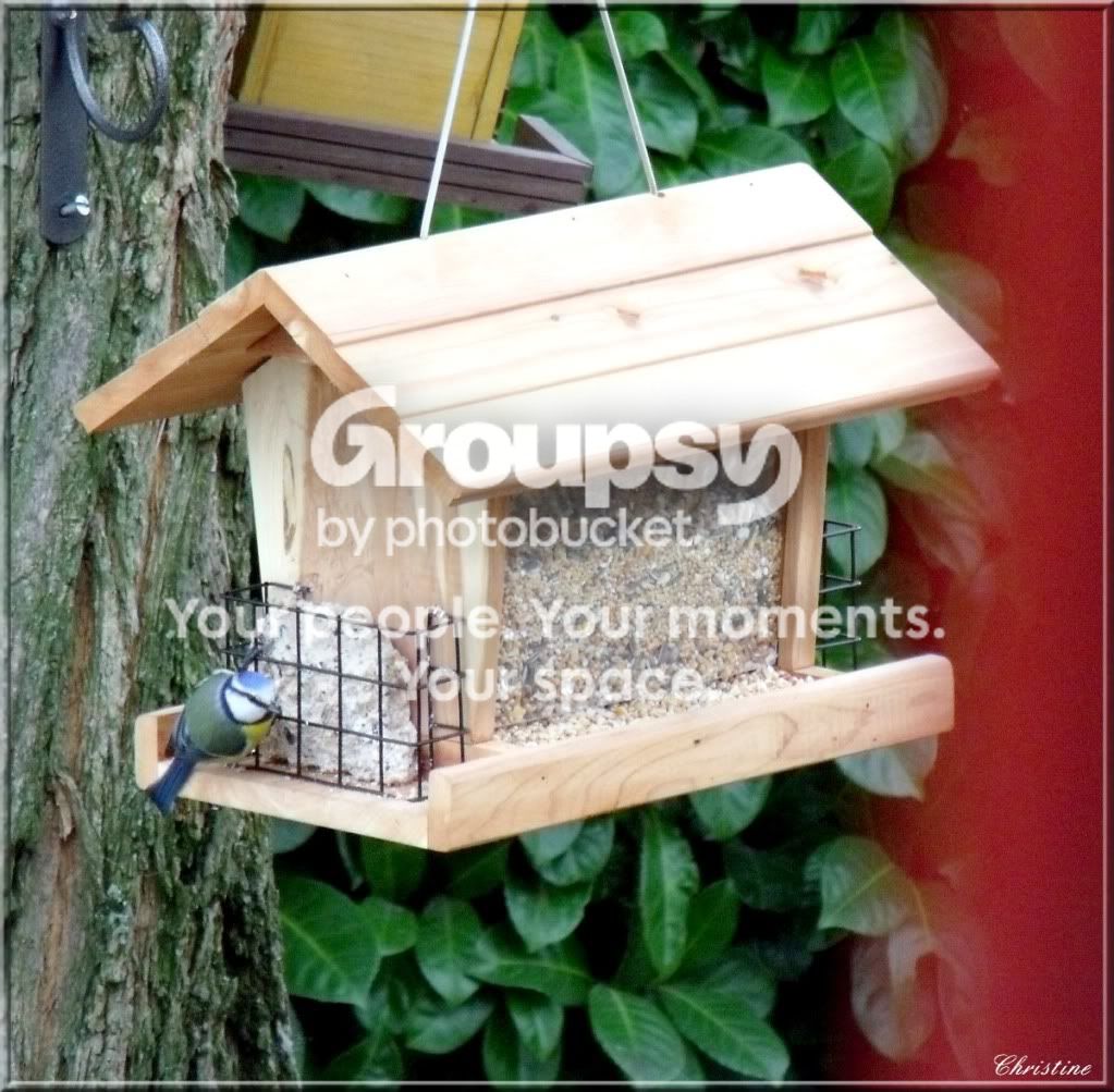 http://i985.photobucket.com/albums/ae331/titipetitbout/MESANGES/2010_11200012.jpg
