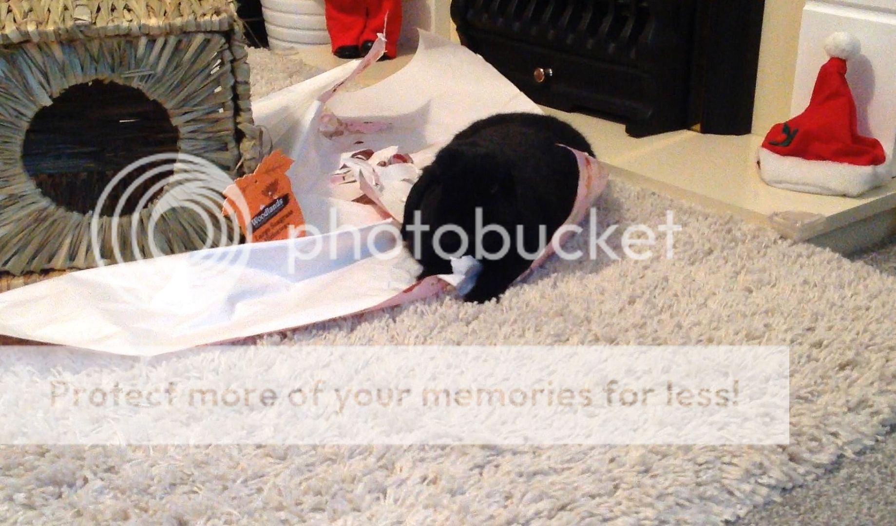  photo FullSizeRender.jpg