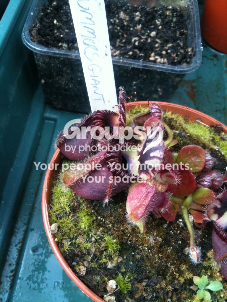 Permaloid Hummer To repot or not? - Cephalotus - Carnivorous Plants UK
